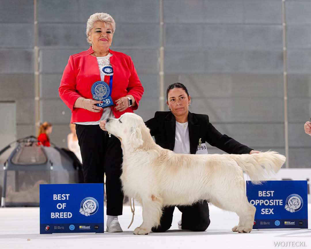 Noticia Golden Retriever Lar de Casanova